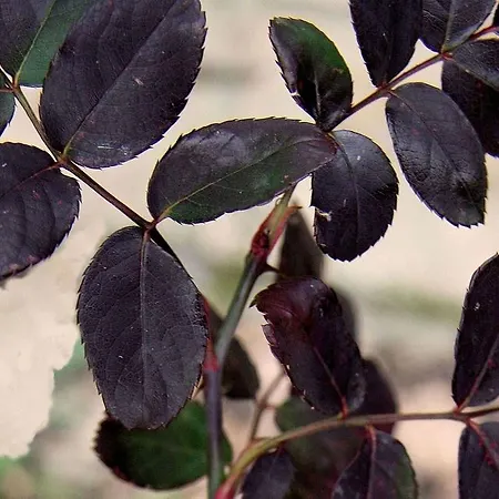 Appartamento Il Casale Nella Natura Assisi